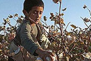 ​Мировые производители одежды бойкотируют узбекский хлопок из-за детей