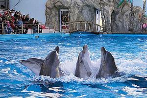 Одесский дельфинарий "Немо" остался без земли