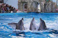 Одесский дельфинарий "Немо" остался без земли