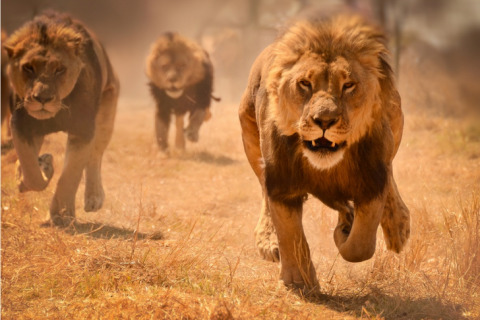 Пятерых львов из бердянского зоопарка переправят в африканский спецприют 
