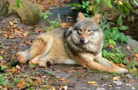 У Гамбурзі вовк покусав жінку поблизу магазину