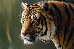 В России из зооцентра сбежала тигрица
