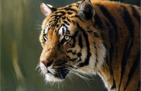 В России из зооцентра сбежала тигрица