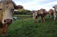 РФ вводит запрет на импорт скота из Европы