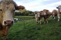Украина усиливает защиту от загадочной европейской болезни скота
