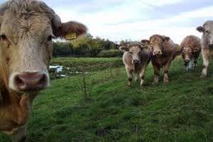 Україна скасувала заборону на ввезення худоби з Європи