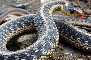 На Прикарпатье - нашествие змей