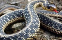 В Непале крестьянин искусал змею до смерти 