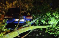 У Чехії через негоду загинула жінка: на неї впало дерево