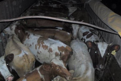 Пограничники задержали в Луганской области два грузовика с коровами
