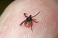 Сезон кліщів: у Києві вже зафіксовано 12 випадків хвороби Лайма