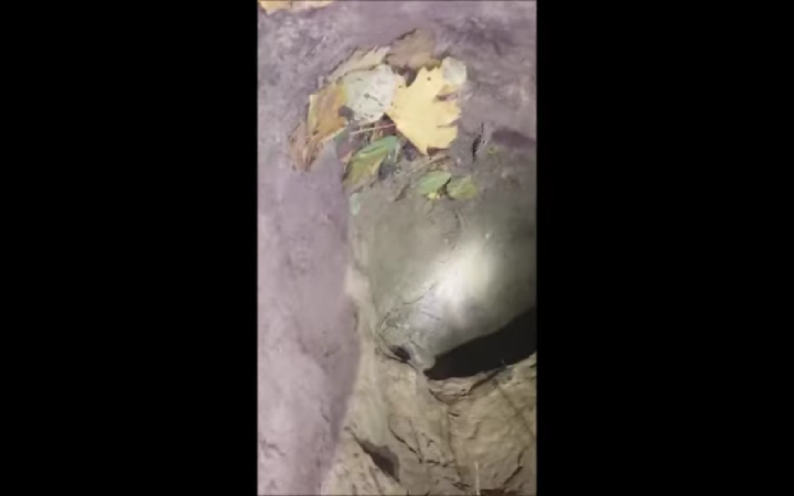 Польські прикордонники знайшли тунель, яким із Білорусі в країну пробиралися нелегали