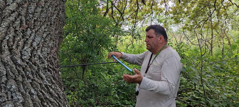 Дослідження вікових дубів в урочищі Комендантське на Кінбурській косі