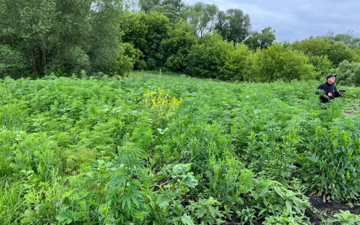 На городі у мешканця Харківщини поліцейські виявили 2 тисячі рослин конопель