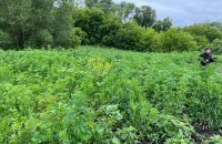 На городі у мешканця Харківщини поліцейські виявили 2 тисячі рослин конопель