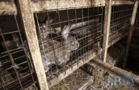 Чоловік отримав три роки в'язниці за крадіжку кролика в Одеській області