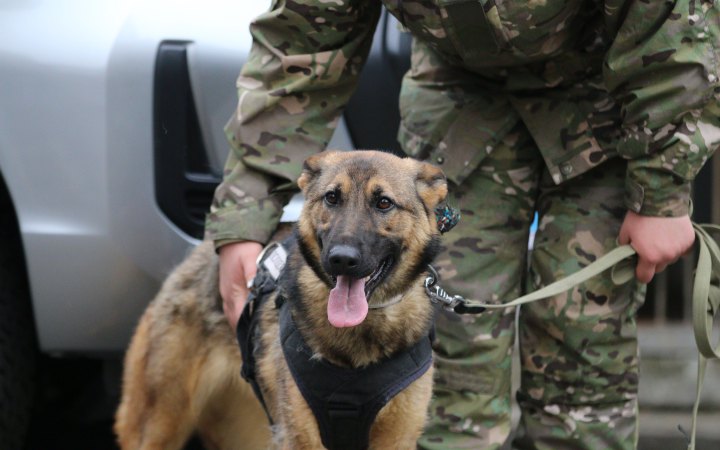 Поліція Київщини отримала 11 службових собак