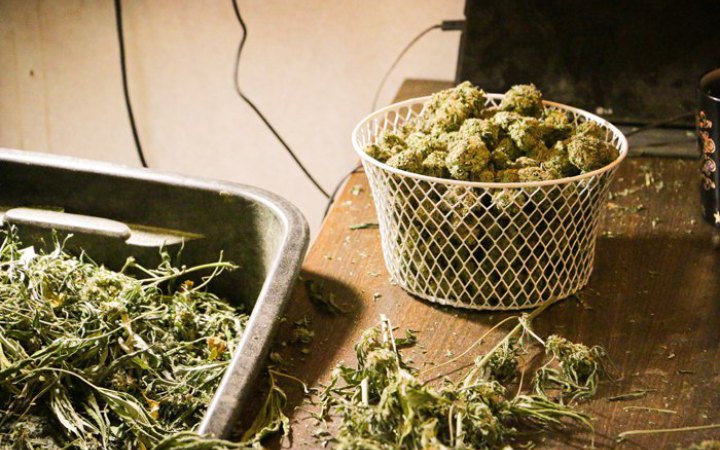 Чеські парламентарі схвалили пом'якшення обмежень на вживання та зберігання канабісу