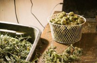 Чеські парламентарі схвалили пом'якшення обмежень на вживання та зберігання канабісу