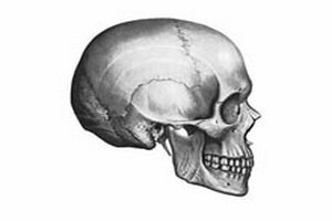 С течением времени разница между черепами у мужчин и женщин сокращается