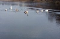 Рятувальники звільнили 15 лебедів, умерзлих у лід
