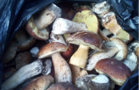 Двоє мешканців Київської області назбирали понад 30 кг грибів у Чорнобильській зоні