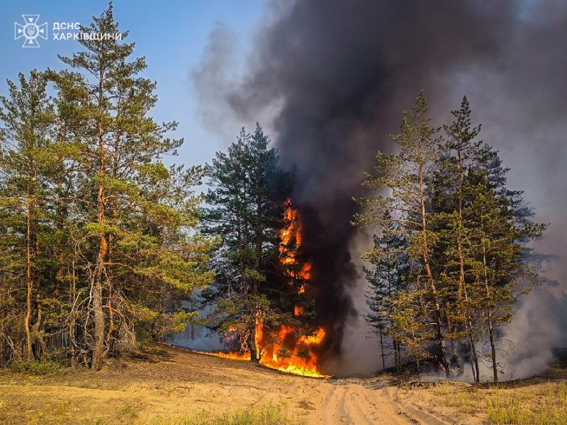 Лісові пожежі на Харківщині