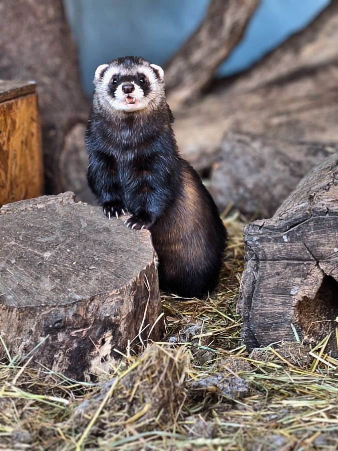 Лісовий тхір Амір