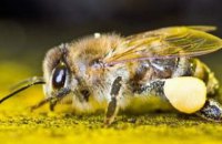 Канада має намір врятувати свою популяцію бджіл за допомогою українських