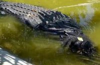 В Книгу рекордов Гиннесса занесли шестиметрового крокодила