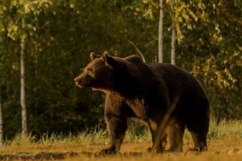 Активисты обвинили принца Лихтенштейна в убийстве самого крупного медведя Европы