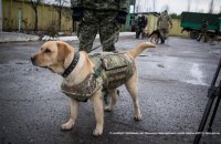 Луганські прикордонники одягнули службових собак у бронежилети
