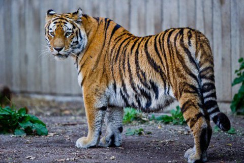 У зоопарку Нью-Йорка тигр заразився коронавірусом від людини