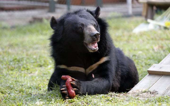 Південна Корея має офіційно припинити розведення ведмедів заради їхньої жовчі