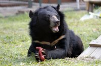 Південна Корея має офіційно припинити розведення ведмедів заради їхньої жовчі