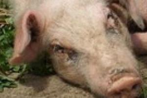 Растет число людей заразившихся свиным гриппом