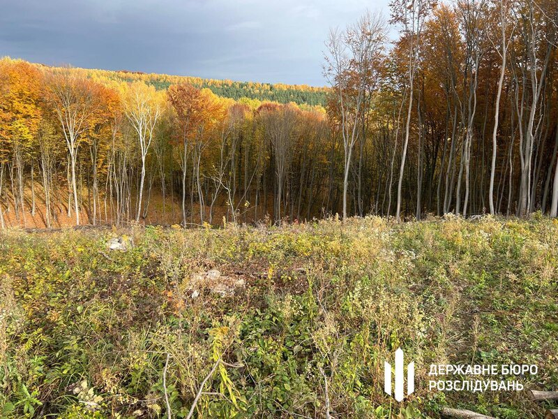 На Тернопільщині керівників лісгоспу підозрюють у незаконних рубках 