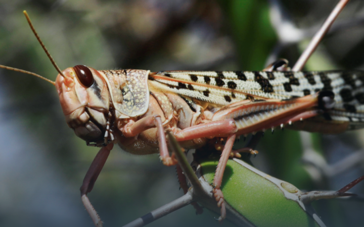 У Запорізькій та Херсонській областях тривають заходи проти поширення сарани