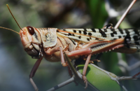 У Запорізькій та Херсонській областях тривають заходи проти поширення сарани