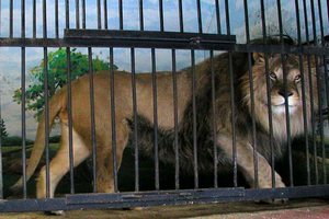 Десять львов из украинского цирка могут погибнуть от переохлаждения на российской границе