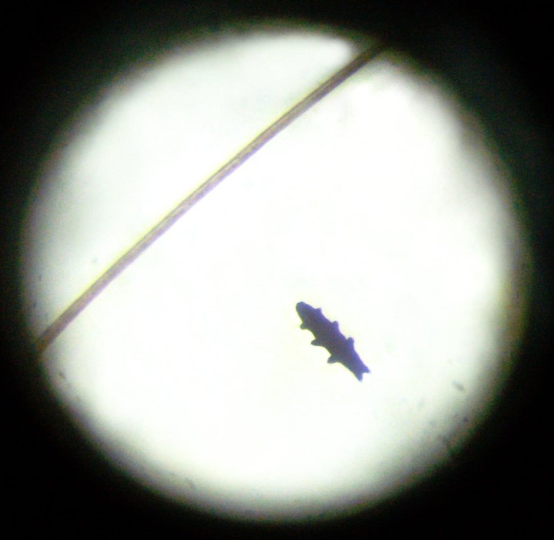 Тихохід і людська волосина.