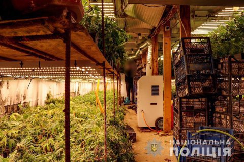 На Закарпатье полиция обнаружила две подземные плантации с элитной коноплей на 5 млн гривен