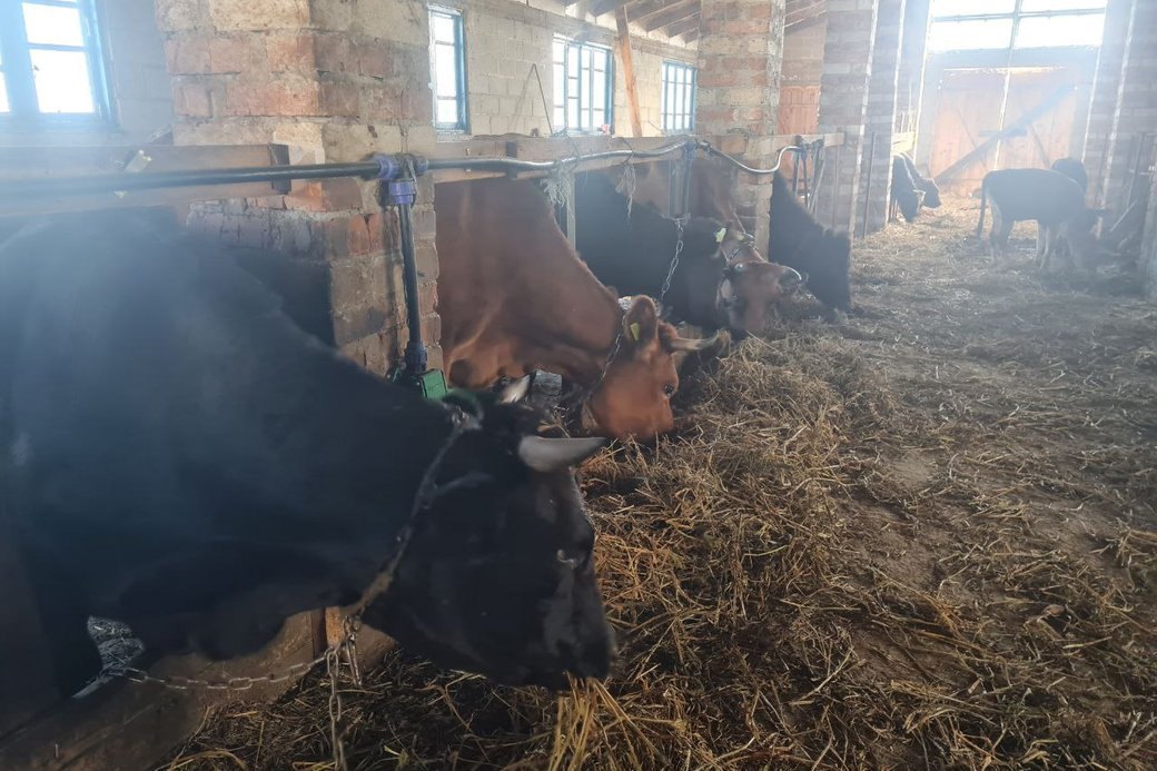 Корови на фермі Тетяни