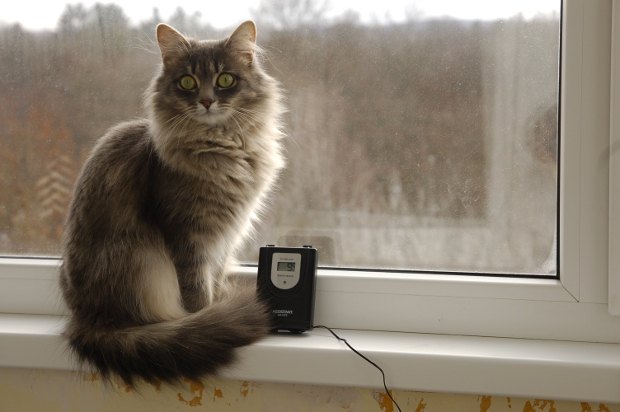 Владимир прислал фотографию своей кошки Мурки