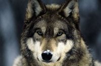 У Швеції почали полювання на вовків, не дочекавшись рішення суду