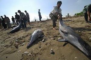 Около 90 дельфинов выбросились на берег недалеко от Австралии