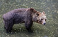 Словацький уряд вирішив знищити чверть популяції ведмедів в країні