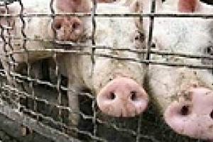 Украина запретила ввоз свинины из Литвы и Дании