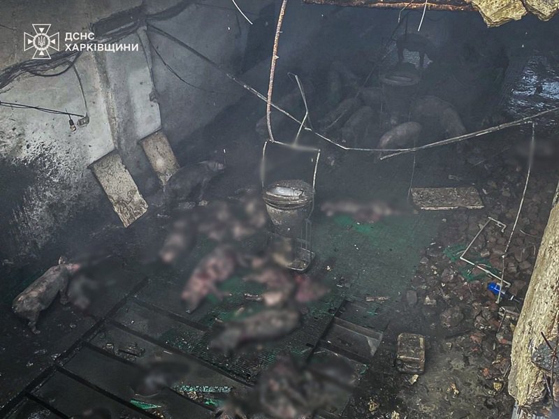 Росіяни атакували свиноферму на Харківщині