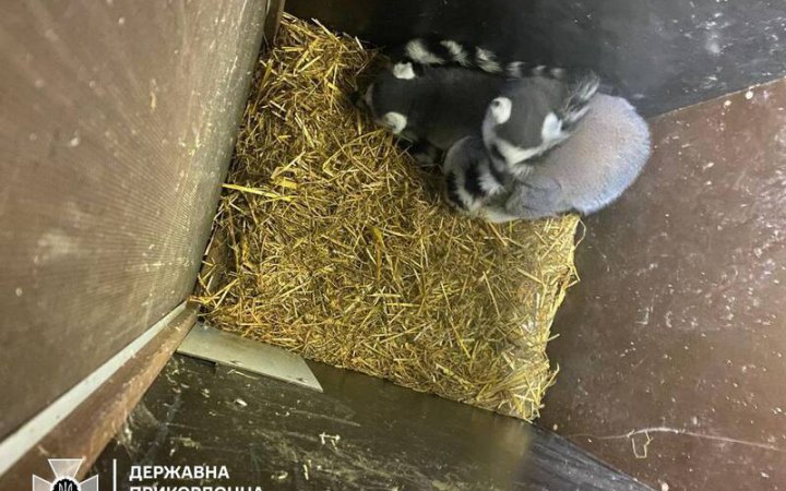 На кордоні з Польщею виявили спробу незаконного перевезення лемурів і екзотичних птахів